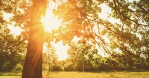 投稿についてもっと詳しく 夕暮れどきの園庭で…夕涼み会のお知らせ