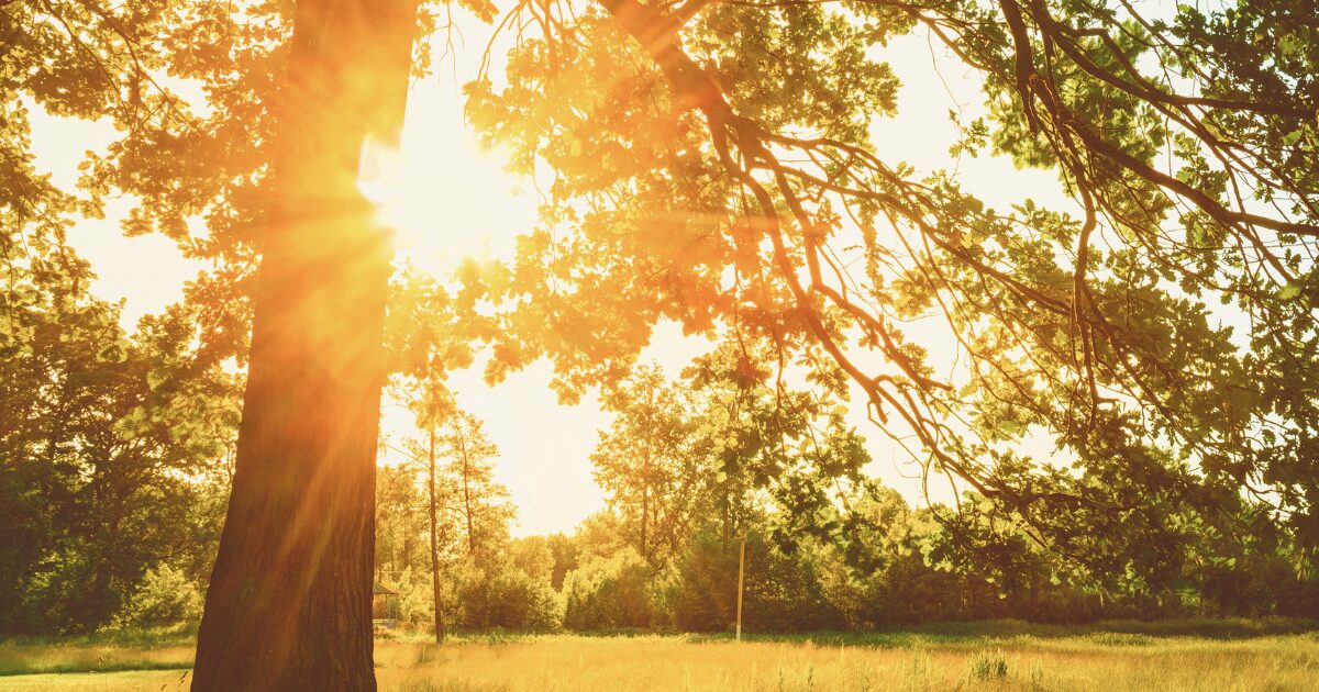 投稿についてもっと詳しく 夕暮れどきの園庭で…夕涼み会のお知らせ