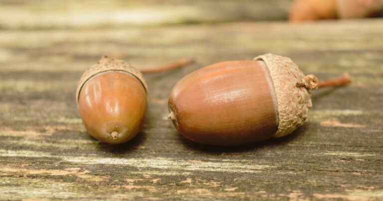 小さなステージで、大きな一歩秋の「発表のひととき」