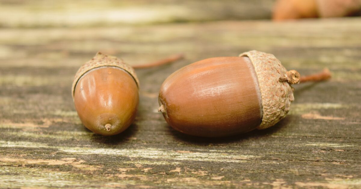 投稿についてもっと詳しく 小さなステージで、大きな一歩秋の「発表のひととき」