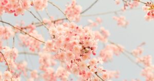 投稿についてもっと詳しく 春のやわらかな光の中で…お花見さんぽへ