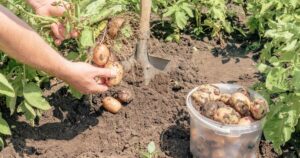 投稿についてもっと詳しく じゃがいも ほりをしました——土の中の宝もの、み〜つけた！