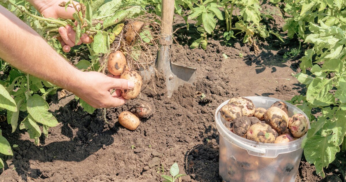 投稿についてもっと詳しく じゃがいも ほりをしました——土の中の宝もの、み〜つけた！