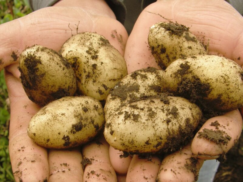 名称未設定のデザイン - 2025-08-07T100119.234